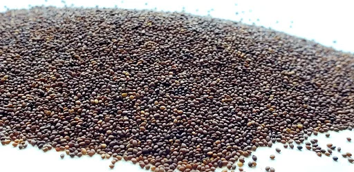 marjoram seeds