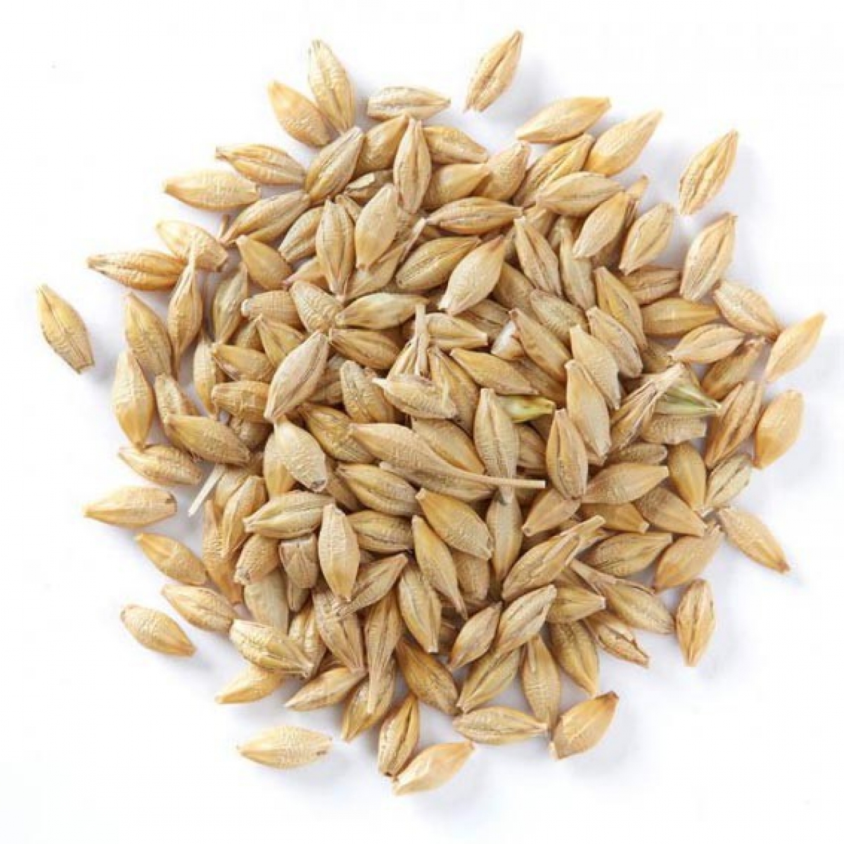 Barley seeds