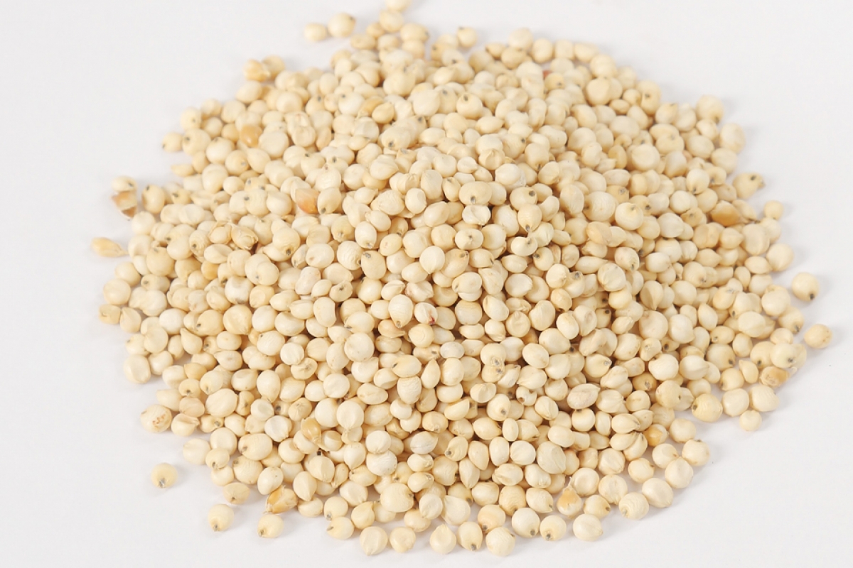 Dried sorghum