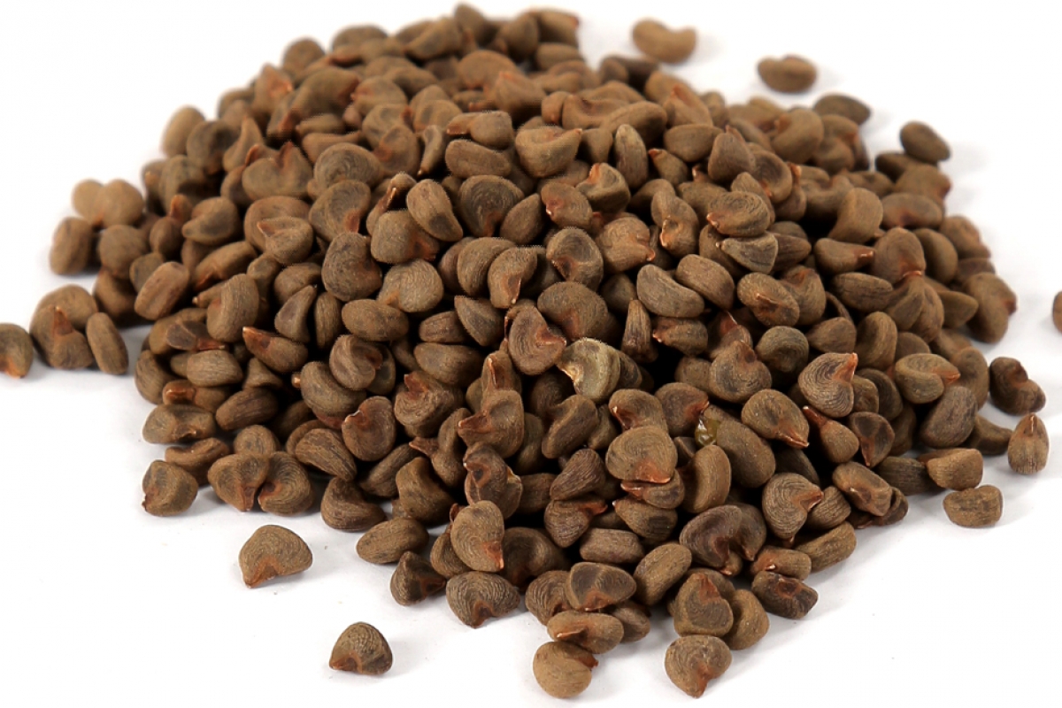 Hibiscus seeds